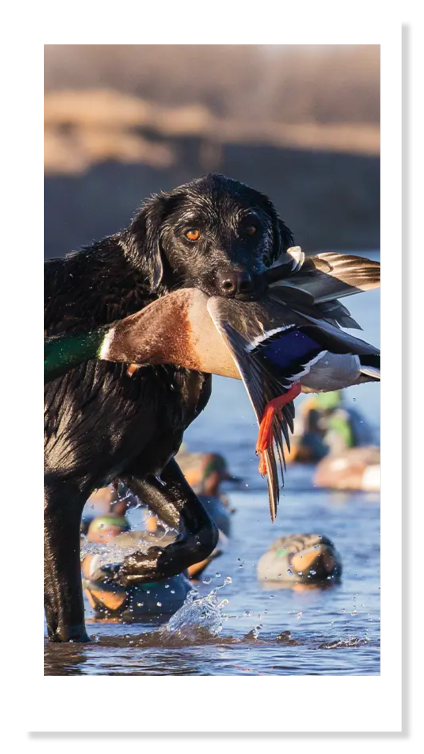 Dewitt Chamber of Commerce